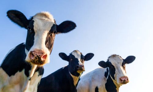 Holstein cows in the pasture with copy space in blue sky