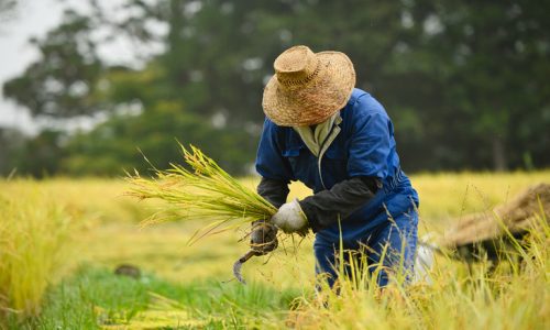 A,Japanese,Farmer,Wearing,A,Blue,Dress,And,A,Wicker